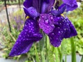 Pretty Deep Purple Iris Flower in the Rain Royalty Free Stock Photo