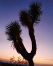 joshuatree sunset Joshua Tree beautiful landscape