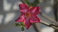 Pretty desert rose close up front view picture