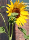 Bright yellow sunflower plant, with one flower open and another not yet ready to bloom under hot summer sunshine