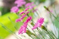 Pretty dianthus plumarius flowers growing on a balcony Royalty Free Stock Photo