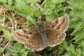 A pretty Dingy Skipper Butterfly Erynnis tages perched on a plant with spread wings.