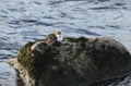 A pretty Dipper Cinclus cinclus standing on top of a rock in the middle of a fast flowing river in the Scottish Highlands where