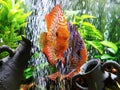 Pretty discus freshwater fish swimming in out water bubbles floating in tank fishes pair beautiful body markings bright face Royalty Free Stock Photo