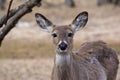 Curious Doe in Early Spring Royalty Free Stock Photo