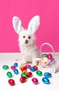 Pretty dog with bunny ears and easter eggs Royalty Free Stock Photo