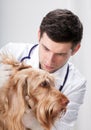 Pretty dog during ear examination Royalty Free Stock Photo