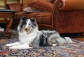 Pretty dog in living room Royalty Free Stock Photo