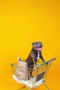Pretty dog standing in shopping cart Royalty Free Stock Photo