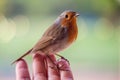 pretty domesticated robin posed in a woman's hand Royalty Free Stock Photo
