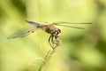 Pretty dragonfly, the four-spotted chaser, Libellula quadrimaculata, resting on a straw