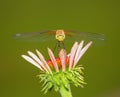 pretty dragonfly macro photo
