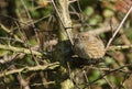 A pretty Dunnock, Prunella modularis, or Hedge Sparrow perching on a branch of a tree in winter sunshine.