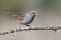 A pretty Dunnock, Prunella modularis, perched on a dry branch