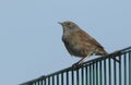 A beautiful Dunnock Prunella modularis perched on a metal fence.