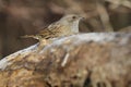 A pretty Dunnock, Prunella modularis, perched on a trunk Royalty Free Stock Photo