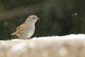 A pretty Dunnock Prunella modularis searching around for food in a snowstorm.