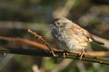 A pretty Dunnock Prunella modularis sitting on a bramble bush. Royalty Free Stock Photo
