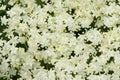 Stunning Elderberry Flowers Sambucus nigra. Royalty Free Stock Photo