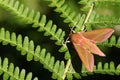 A stunning Elephant Hawk-moth Deilephila elpenor perching on fern. Royalty Free Stock Photo