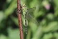 A pretty Emperor Dragonfly Anax imperator perched on a plant. Royalty Free Stock Photo