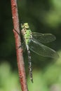 A pretty Emperor Dragonfly Anax imperator perched on a plant. Royalty Free Stock Photo