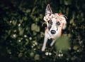 Pretty English greyhound dog wearing white clover wreath sitting on dark green clover field and looking on lucky leaf.