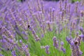 Pretty English Lavender Plants and Flowers Blowing in Wind in Corbett Oregon with Bumble Bees. Short focus with blurred backgroun