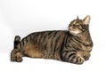 Pretty european tabby cat with amazing yellow-green eyes in relaxed pose on gray background Royalty Free Stock Photo