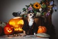 Pretty eyeless pirat chihuahua on Haloween costume party