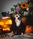 Pretty eyeless pirat chihuahua on Haloween costume party