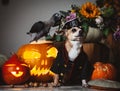 Pretty eyeless pirat chihuahua on Haloween costume party