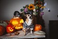 Pretty eyeless pirat chihuahua on Haloween costume party