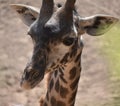 Beautiful angolan adult giraffe with its ears perked