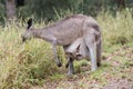 Pretty-face Wallaby Royalty Free Stock Photo
