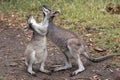 Pretty-face Wallaby Royalty Free Stock Photo