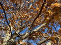 Pretty Fall Brown Leaves and Tree With Blue Sky in November