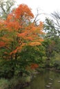 Pretty fall foliage of red and orange on trees lining the Pike River in Petrifying Springs Park Royalty Free Stock Photo