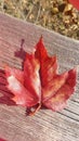 Pretty fall red leaf Royalty Free Stock Photo