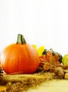 Pretty fall still life of a small pumpkin, gourds, nuts, wheat and autumn leaves in front of soft white draped fabric. Royalty Free Stock Photo