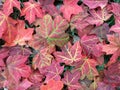 Pretty Fallen Red leaves in Autumn in October