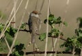 A pretty female Blackcap, Sylvia atricapilla, perching on a branch of a bramble bush in spring. It has just arrived back in the UK