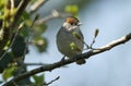 A pretty female Blackcap, Sylvia atricapilla, perching on a branch of a tree in spring. It has just arrived back in the UK, and is