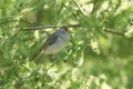 A pretty female Blackcap, Sylvia atricapilla, perching on a branch of a Willow tree in spring.