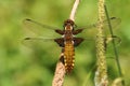 A pretty female Broad-bodied Chaser Libellula depressa perching on a reed. Royalty Free Stock Photo