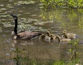 Mother Canada Goose and Goslings Royalty Free Stock Photo