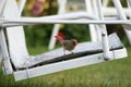 Pretty female cardinal sitting on a white swing. Royalty Free Stock Photo