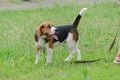 Pretty female English Beagle dog stands on green grass. Young pe