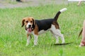 Pretty female English Beagle dog stands on green grass. Young pe