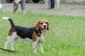 Pretty female English Beagle dog stands on green grass. Young pe